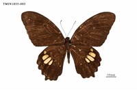 藏品(無尾白紋鳳蝶)的圖片